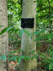 a tree in the forest with a posted pet memorial