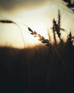 wheat and the sunset